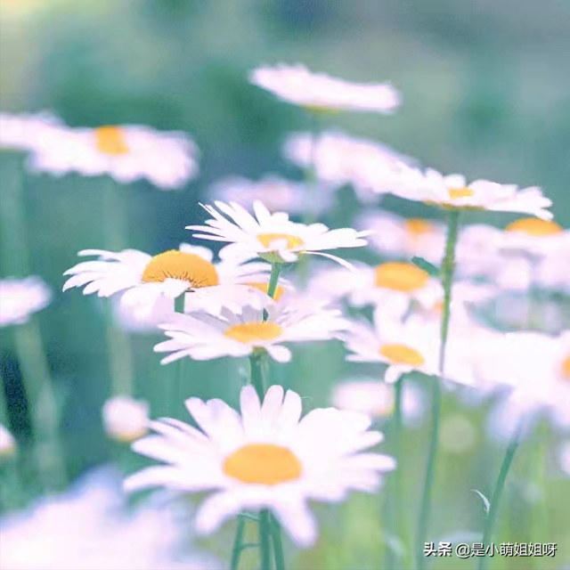 048b2956d0414ff486c5ddfc01b38064tplv-tt-large.image_